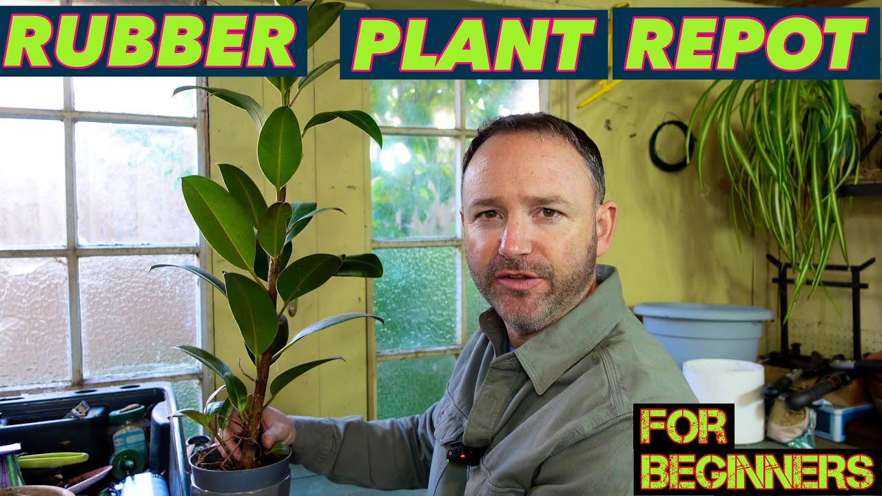 How to Repot Ficus Step by Step Guide for Beginners