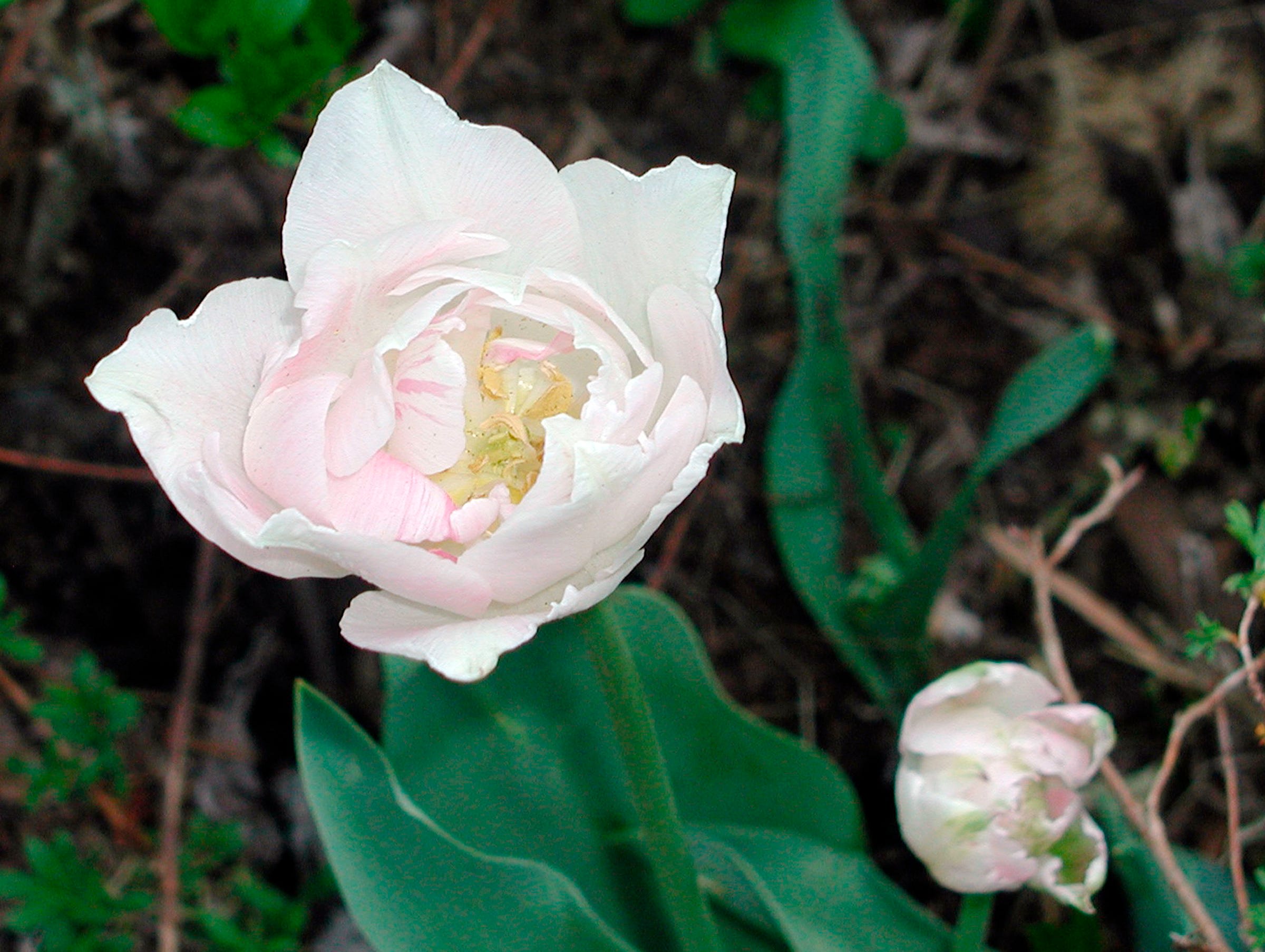 Angelique Flowers Care How To Keep Them Blooming Longer Easily