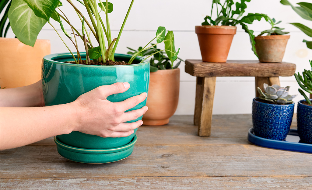 Need repot plants near me? Learn steps to choose a shop quick.