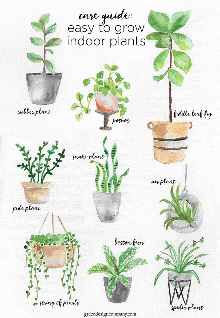 Growing Medium Light Indoor Plants: Easy Care Guide Inside