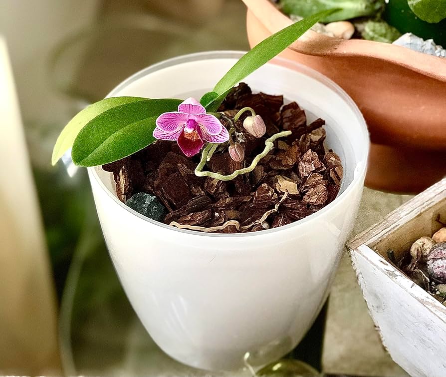 Best Orchid Repotting Kits This Year Affordable Good Choices