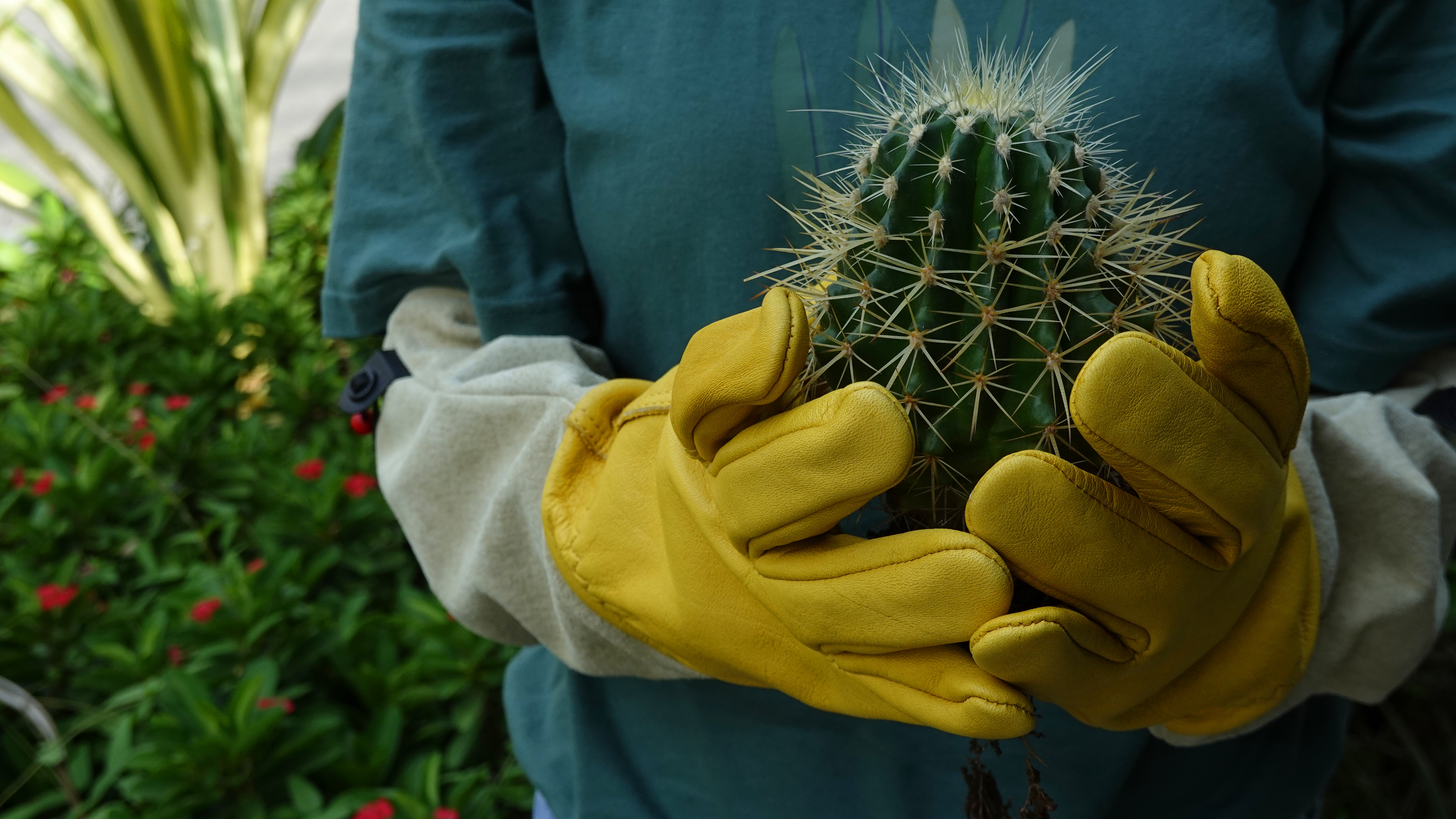 Need Gardening Gloves for Cactus? These Top Choices Stop Prickles