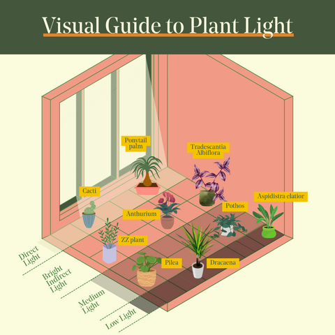 Indirect Light Plant Care: Easy Tips to Keep Them Thriving Indoors