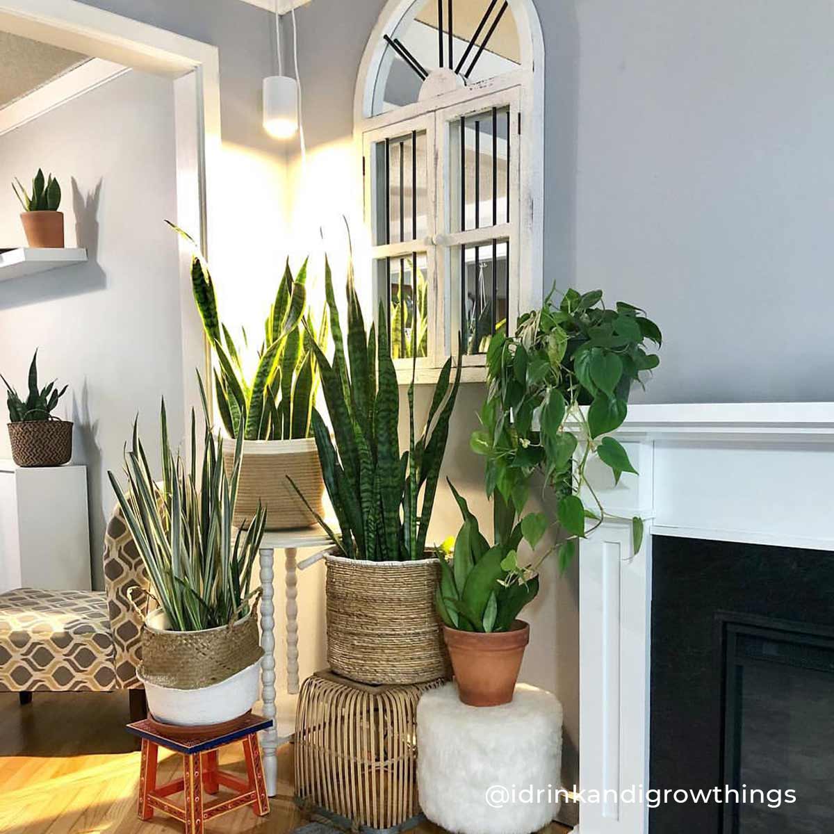 Small Space Solution Snake Plant Stand Tips For Apartments