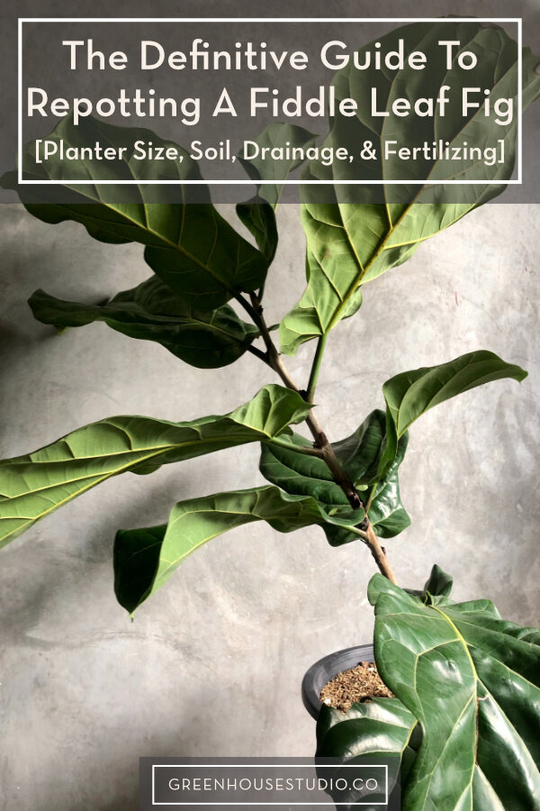 Repotting Figs Made Easy: Quick Guide for Healthier Plants!