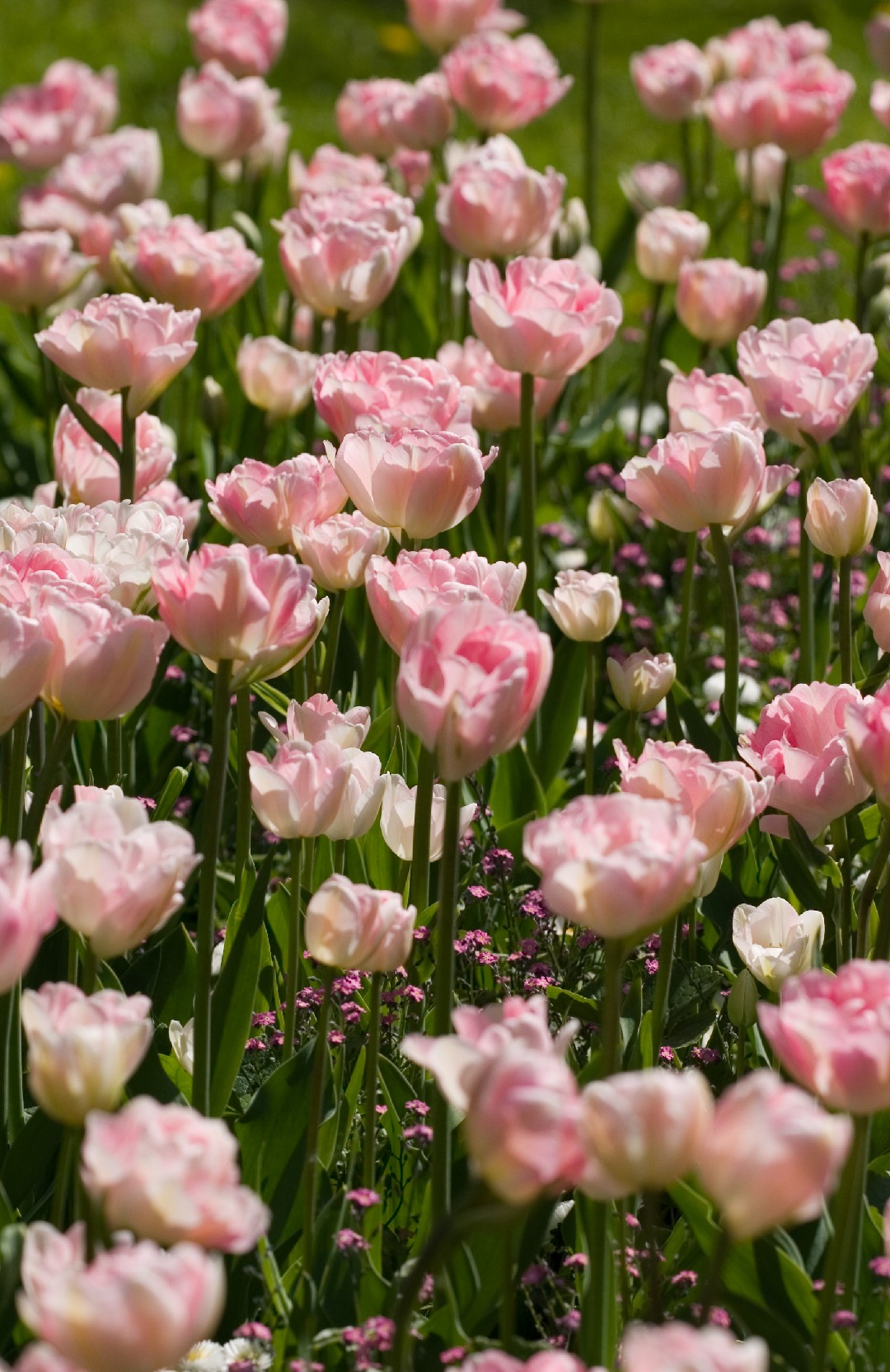 Angelique Flowers Care How To Keep Them Blooming Longer Easily