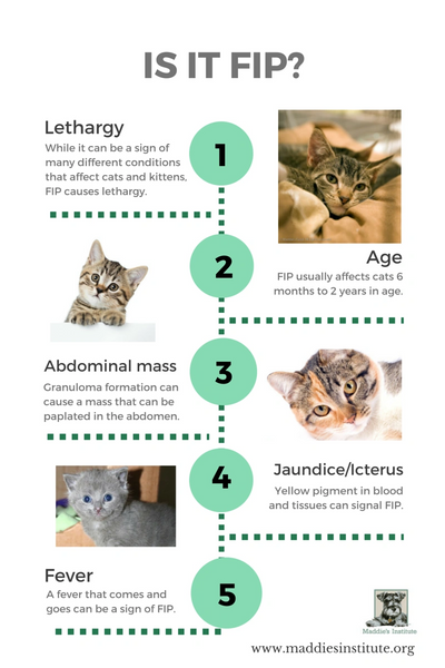 Diagnosing FIP in Cats (Other Diseases That Cause Similar Signs)