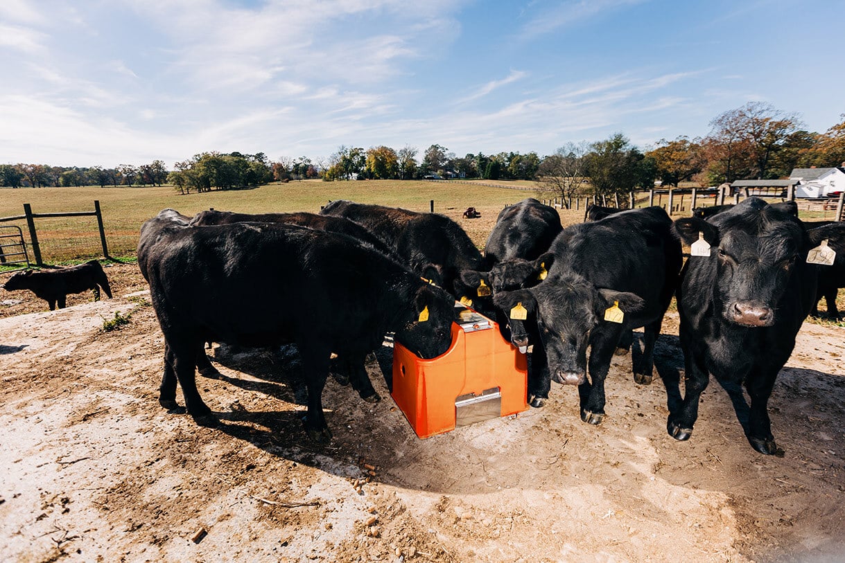 Top Cattle Watering Systems 2023 Which Brand Works Best