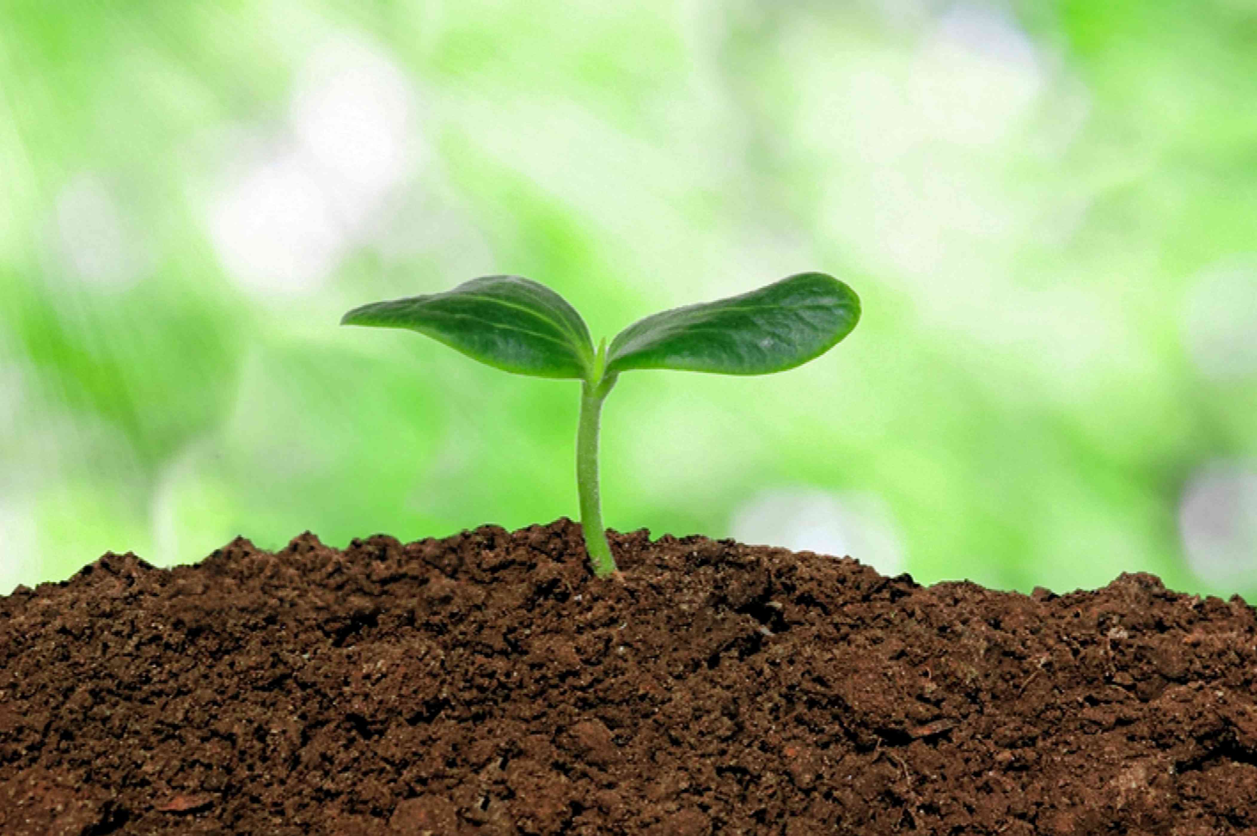 How to Improve Garden Soil Fast With Nutrient Rich Soil Components