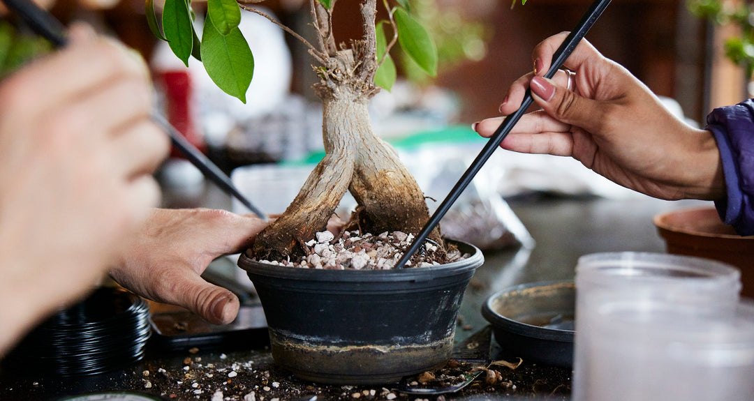 Why Repotting a Ficus Bonsai Matters: Essential Care Secrets!