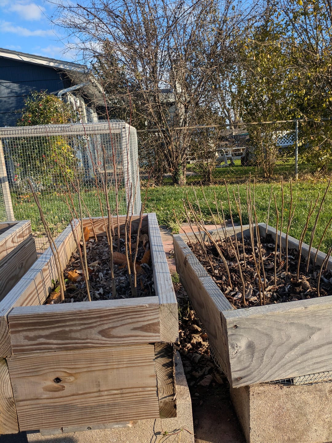 Are air pruning beds worth it? Pros cons and alternatives!