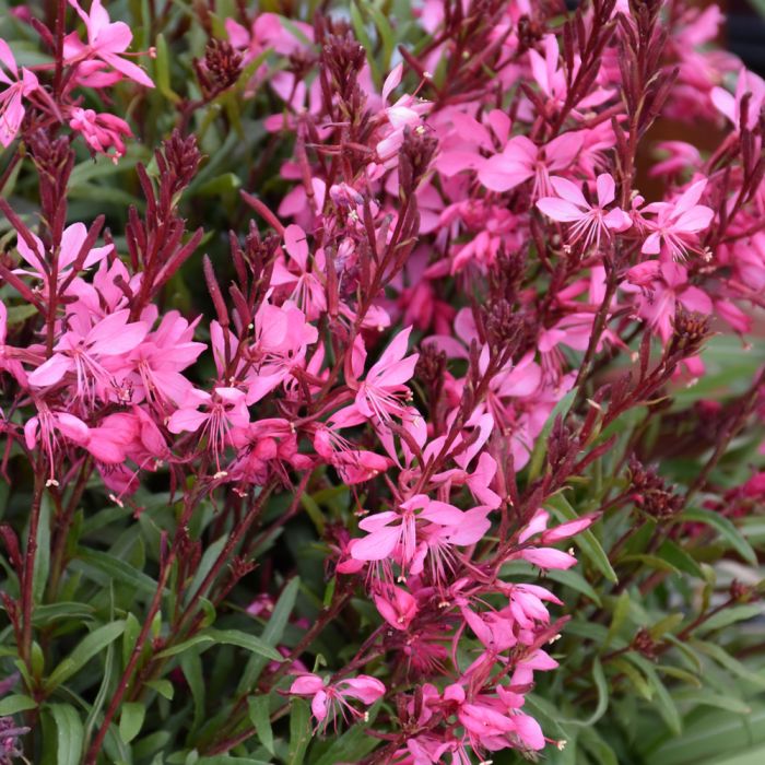 Gaura Belleza Dark Pink Dry After Repotting How to Save Your Plant Fast