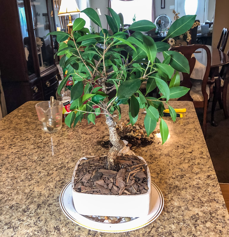Why Repotting a Ficus Bonsai Matters: Essential Care Secrets!