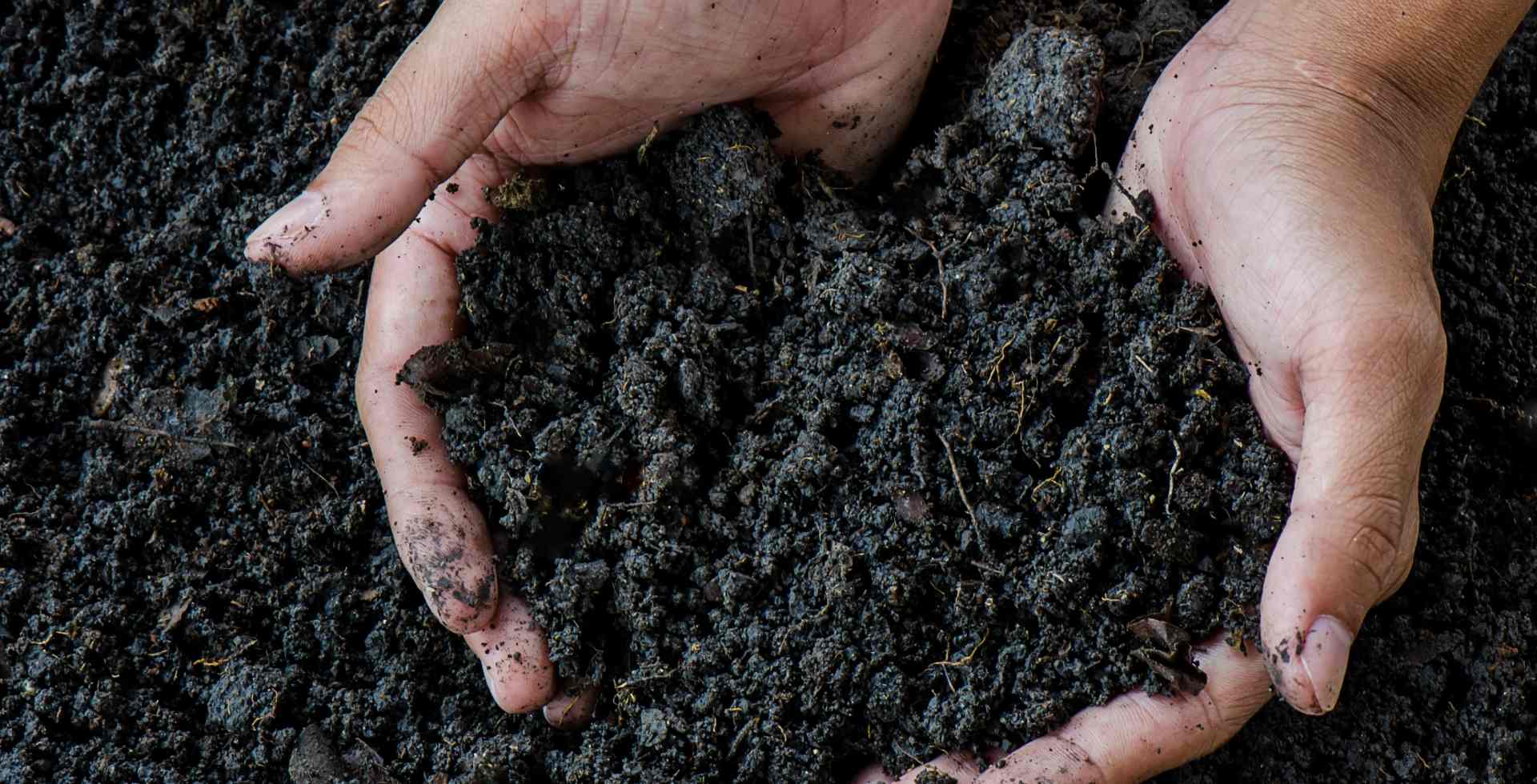 Why Choose Humus Fertilizer Best Reasons for Healthy Soil