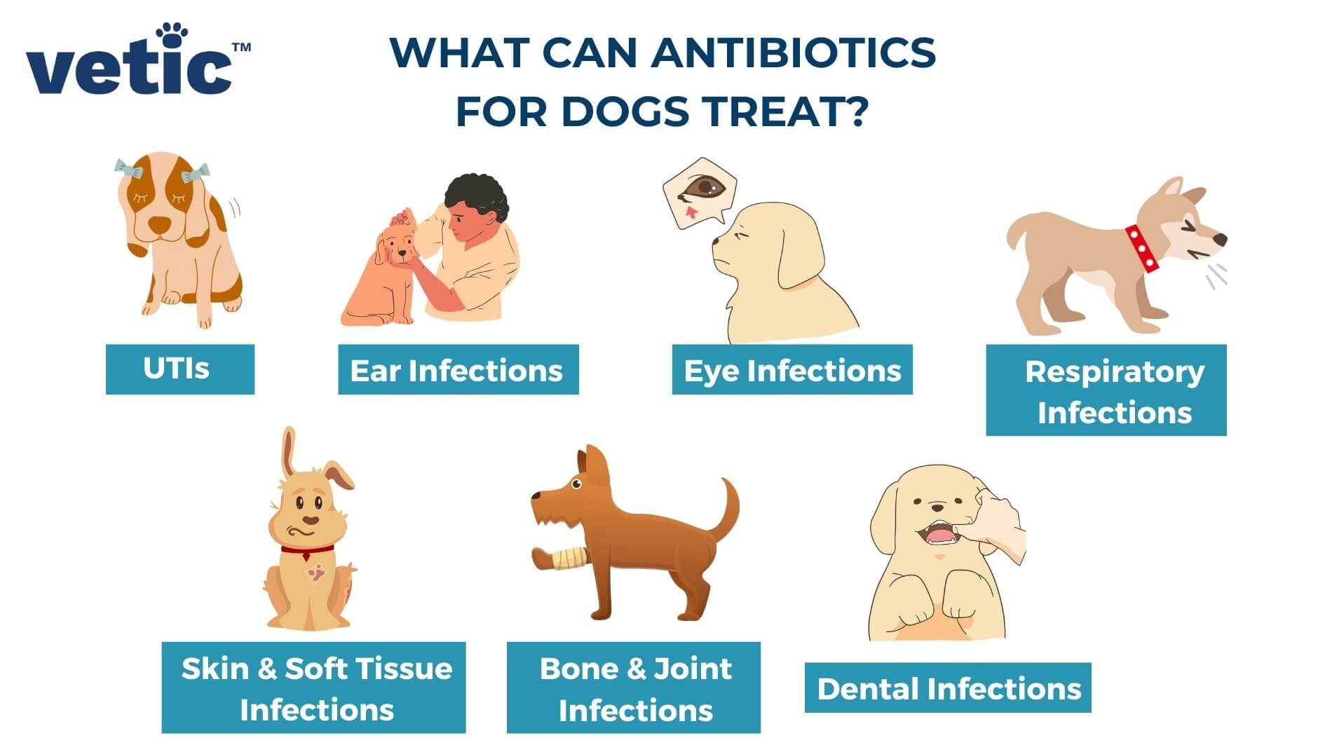 Choosing antibiotics for dog periodontal disease (avoid common mistakes easily).