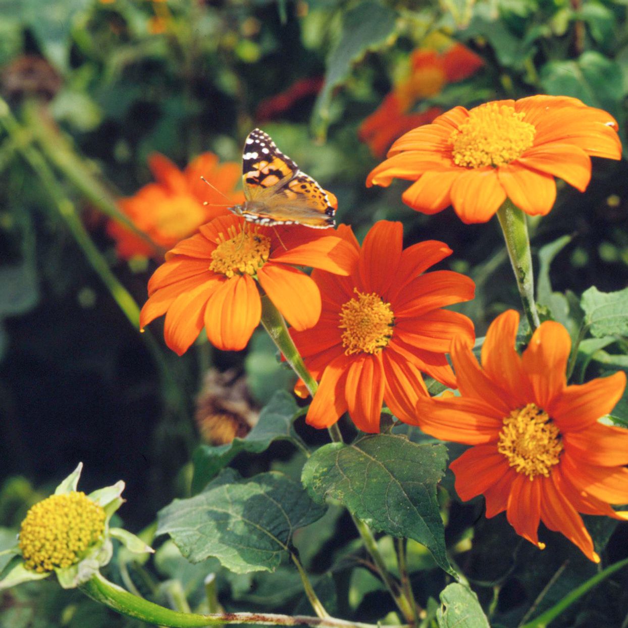 Easy Care Tips for Typical Mexican Flowers Grow Them Anywhere
