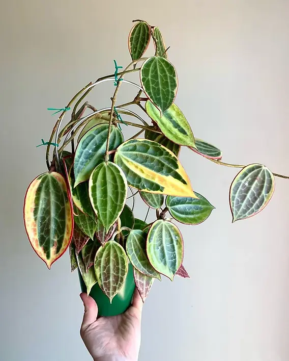 Indoor Hoya Lighting Requirements Guide for Healthier Plants