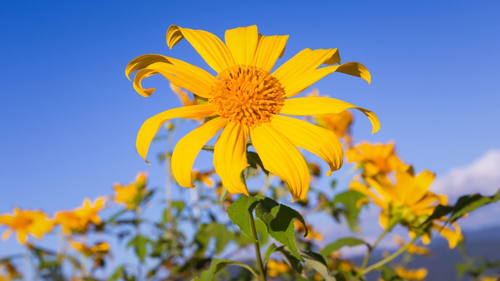 Easy Care Tips for Typical Mexican Flowers Grow Them Anywhere