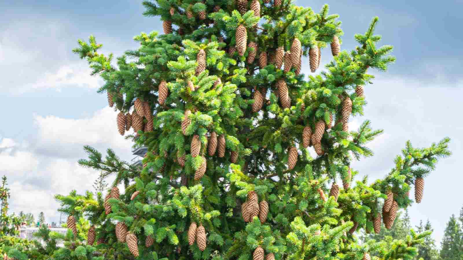 Best Flowering Spruce Tree Varieties Discover Amazing Choices