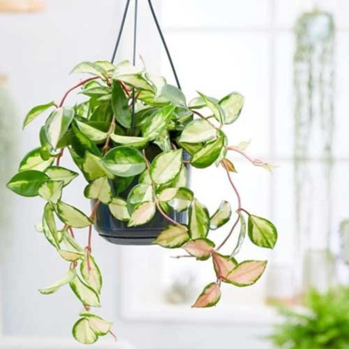 Indoor Hoya Lighting Requirements Guide for Healthier Plants