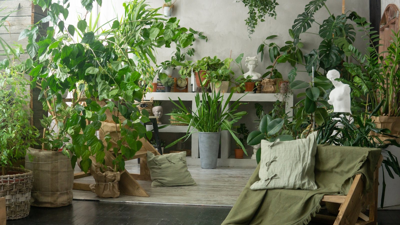 Where to Buy Low Light Houseplants? Top Shade Plants For Sale Now!