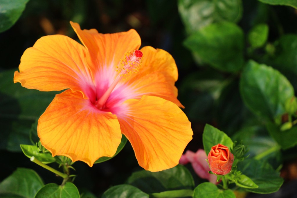 Hibiscus Pesticides Safe for Plants? Find Non-Toxic Solutions Here