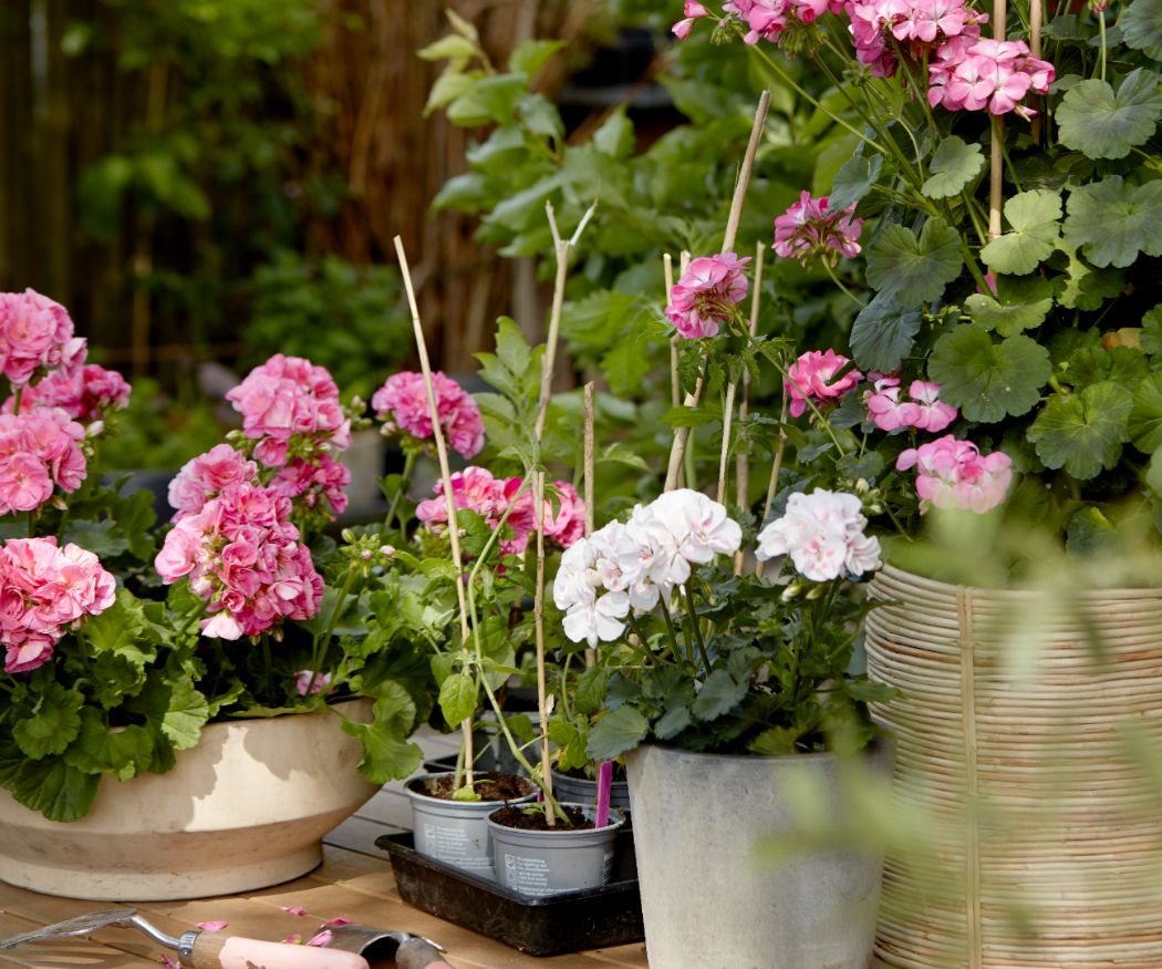 When to plant double flowering geraniums (optimal season guide)