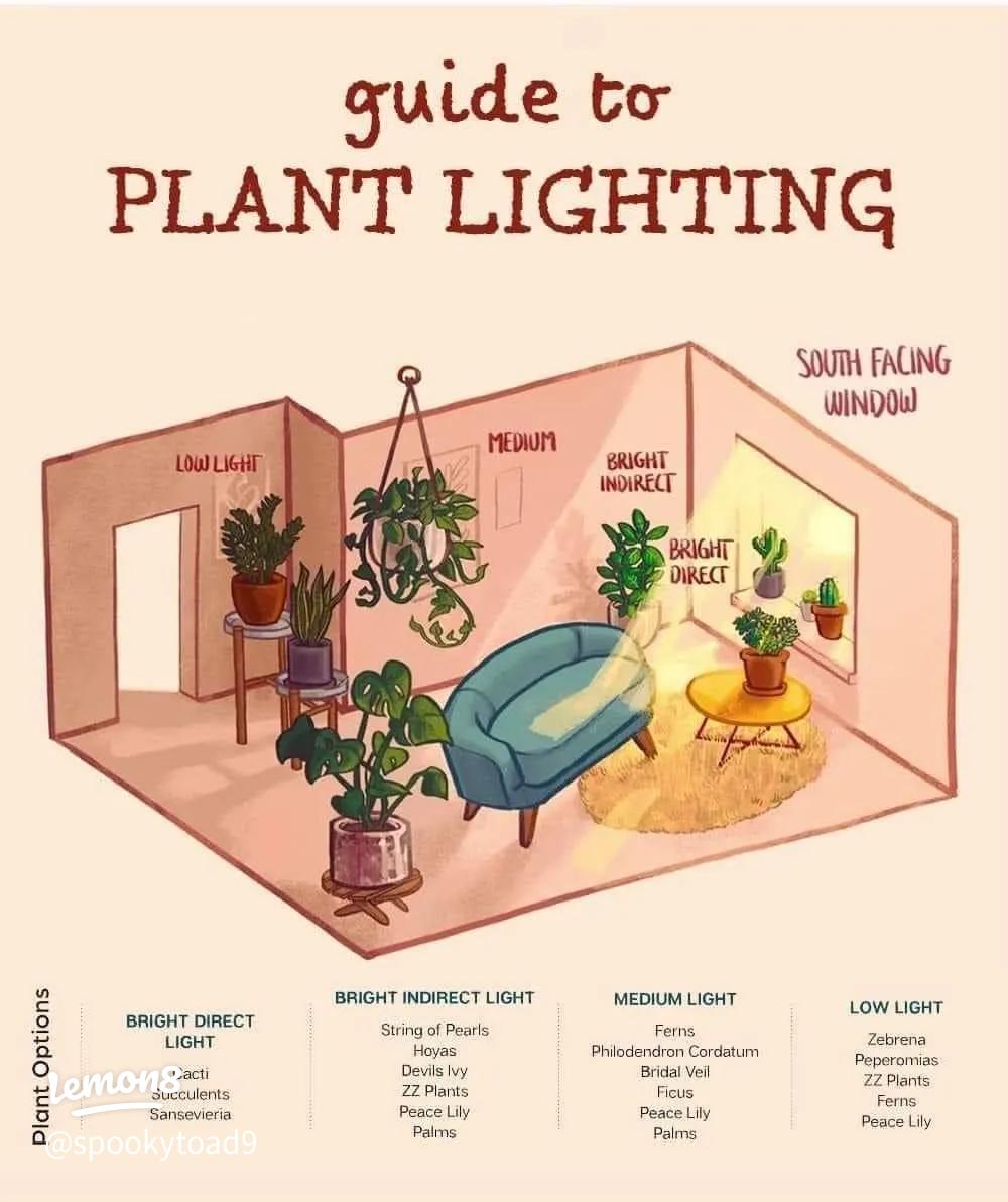 What Are Hoya Lighting Requirements Simple Guide to Bright Indirect Light