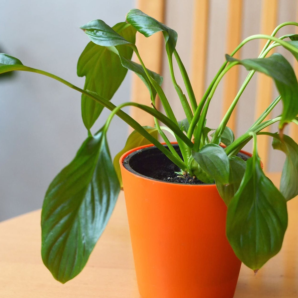 Fix Droopy Plants After Repotting with These 3 Proven Tips!