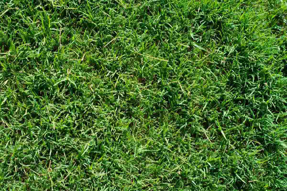 When to use fall fertilizer for bermuda grass? (Timing secrets to thrive)