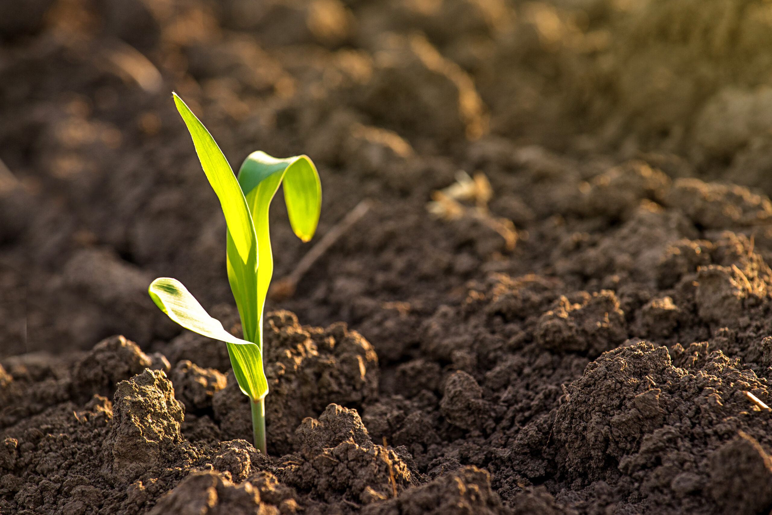 Why pick liquid corn fertilizer? Key advantages over dry fertilizers revealed.