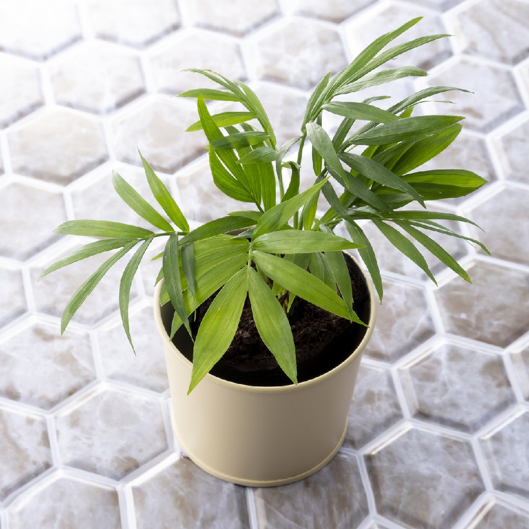 Palm Repotting Aftercare Essential Care Tips Post Transplant