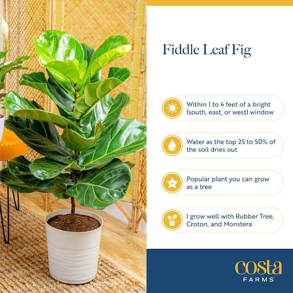 why choose ficus lyrata standard top benefits for your home