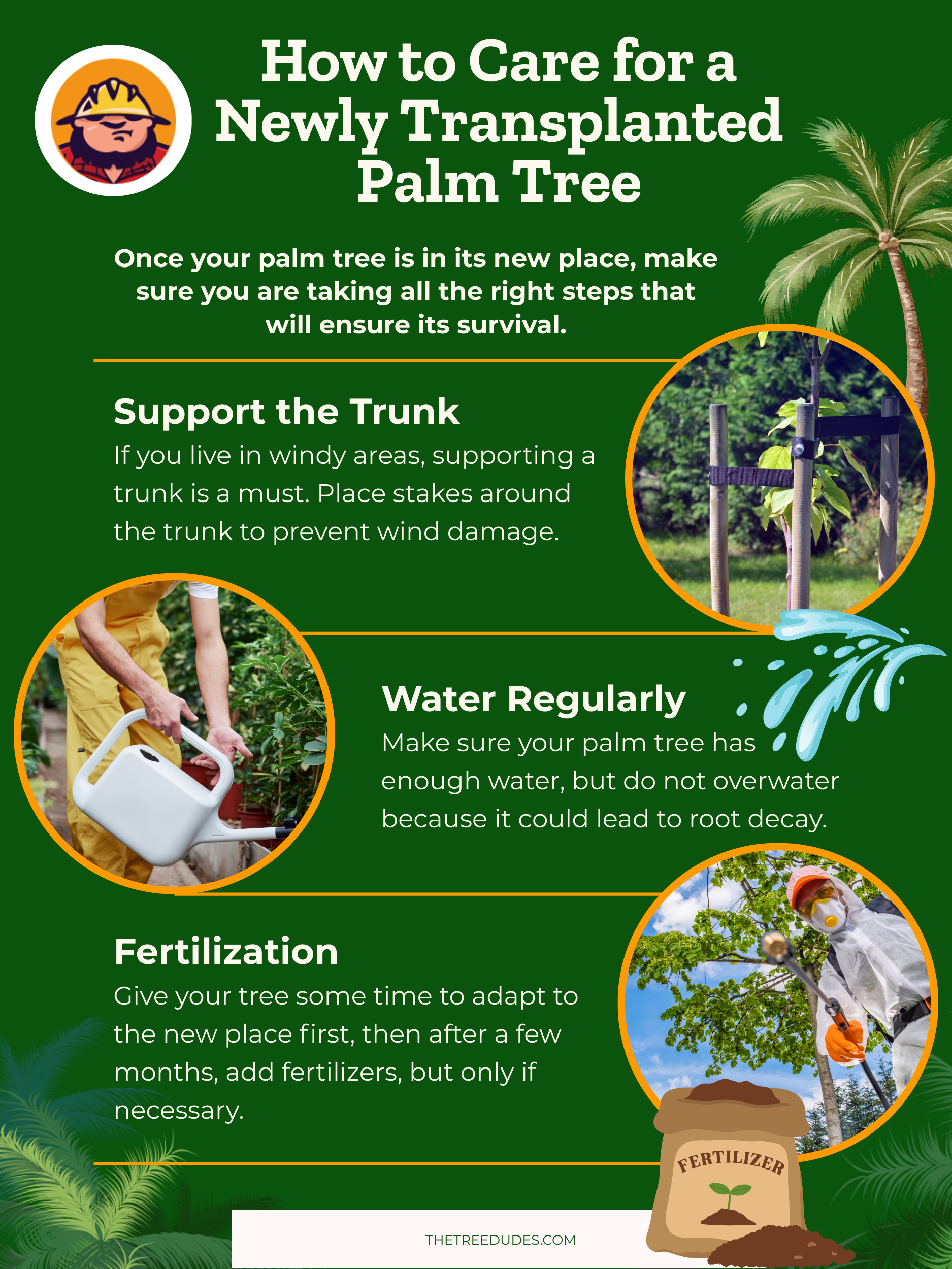 Palm Repotting Aftercare Essential Care Tips Post Transplant